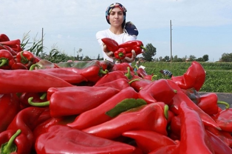 Bafra Ovası'nın kırmızı biberleri toplanmadan alıcı buluyor