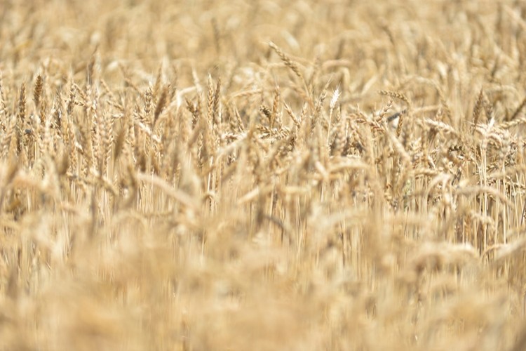 Üreticilere Alternatif Olacak Şanlı Buğday Çeşidi Tanıtıldı