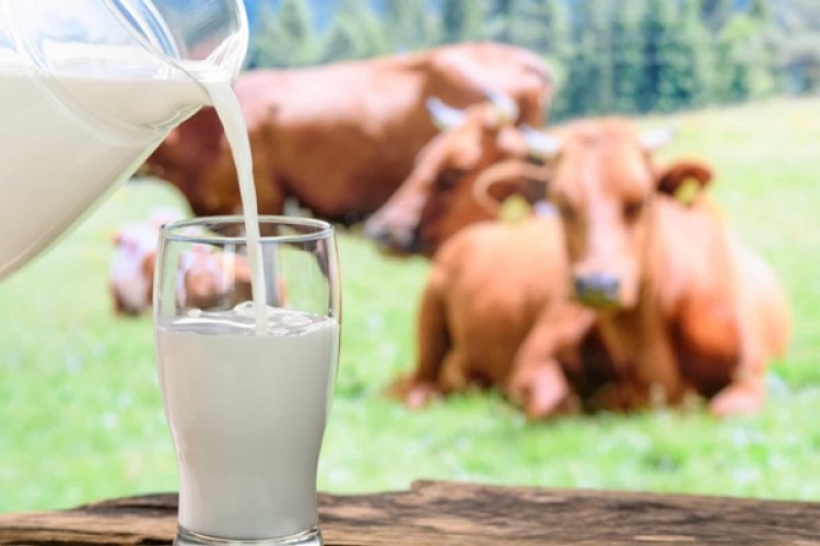 Toplanan İnek Sütü Miktarı Eylül Ayında Yüzde 7,3 Azaldı