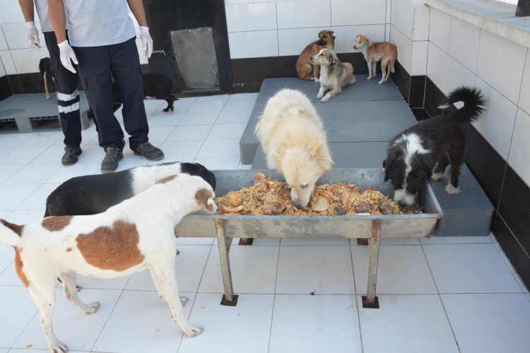 Günlük taze yemekler can dostlara mama oluyor