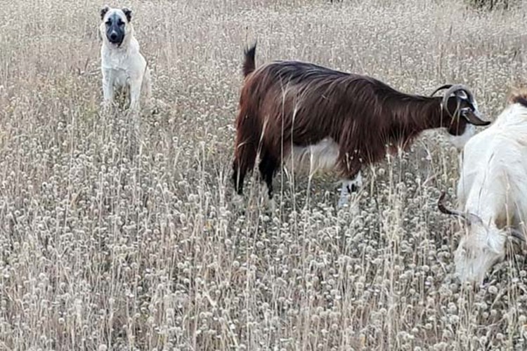 Yavru Kangal, Kaybolan Keçileri Bulup Sahibine Teslim Etti