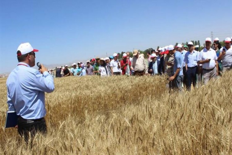 Yeni Tohumluk Çeşitleri Tarla Günüyle Tanıtıldı