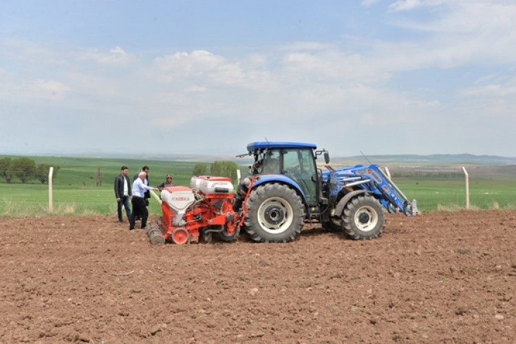 Kayseri’de 76 bin 543 dekar alanda kenevir üretilecek