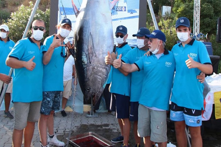 Turnuvanın en büyük balığı 260 Kg'lık Orkinos oldu