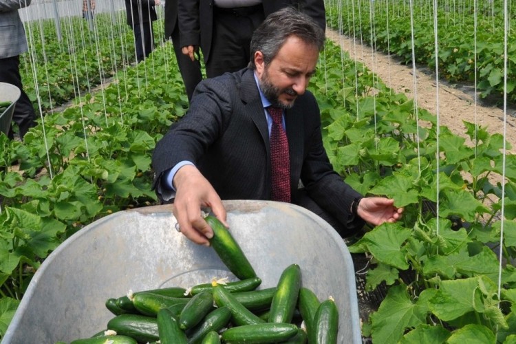 Elazığ’da serada ilk hasat "Salatalık"