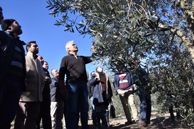 Antalya'da Meyve Ağaçlarında Budama Eğitim Seferberliği