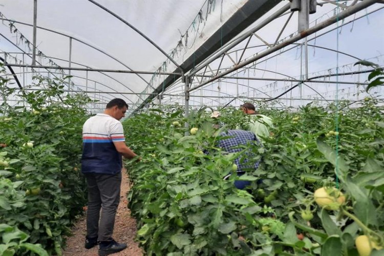 Eskişehir'de sağlıklı ve güvenilir sebze üretimi