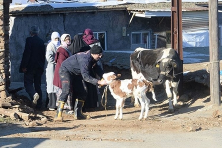 Deprem Mağduru Hayvanlara Gönüllü Veteriner Şefkati