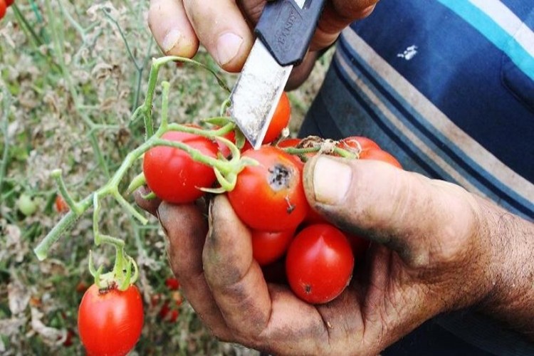 Patatesten Sonra Şimdi de Domates