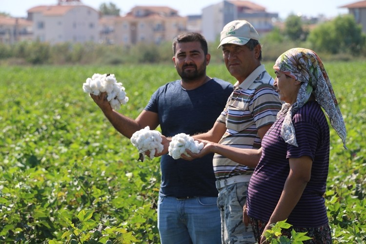 İlk Pamuğu Topladı Süper Teşvik Kazandı