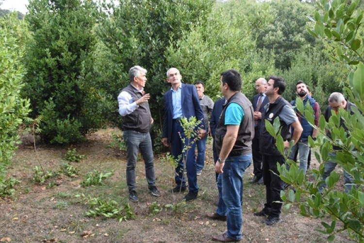 Bursa'da Defne Üretimi 10 yılda 10 Kat Arttı