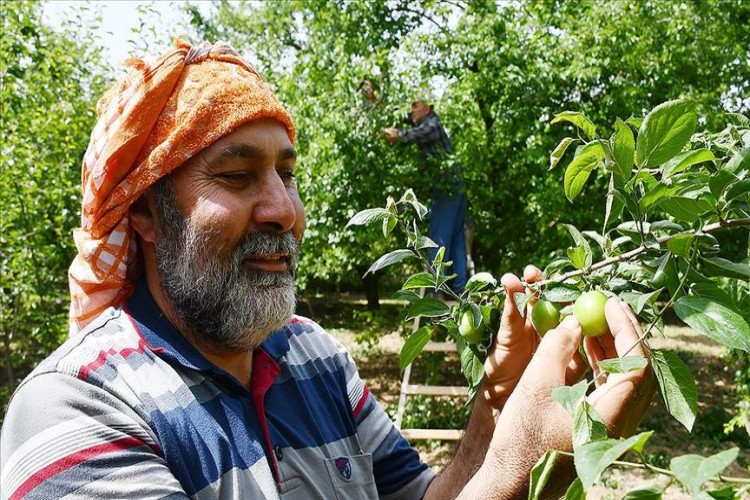 Manisa'nın "Dumanlı Papaz Eriği" Üreticisinin Yüzünü Güldürdü