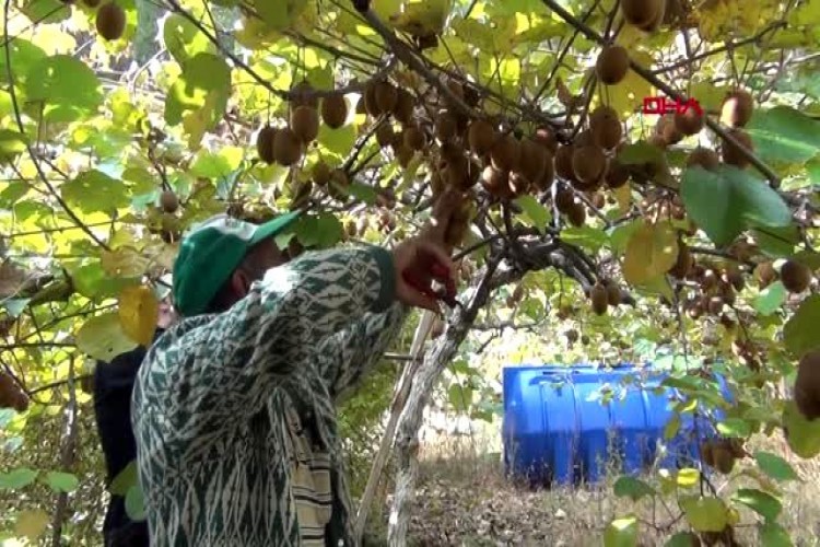 Adana'da Kivi Hasadı Başladı