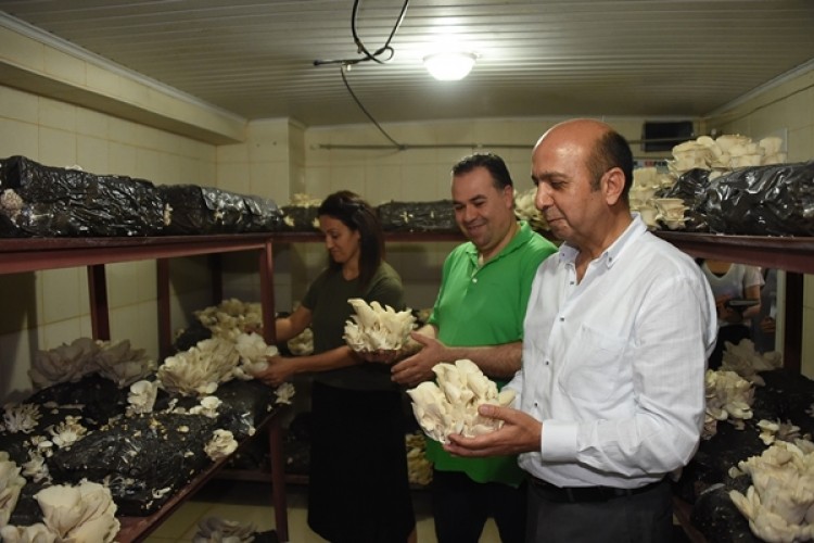 Tarsus Belediyesi’nde İstiridye Mantarının Üretimi Artacak