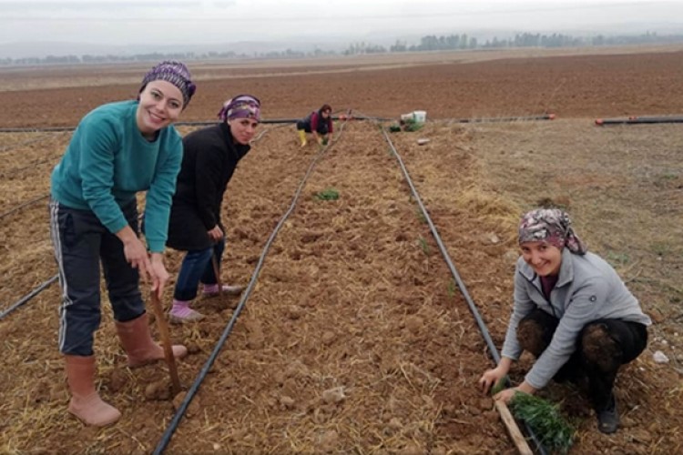 Eskişehir’ de Kadın Çiftçilere Alternatif Ürün: Lavanta