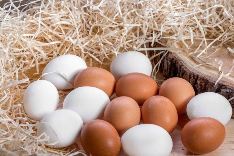 Entegre Organik Yumurta Tavukçuluğu Projesi Hibe Desteği Başladı
