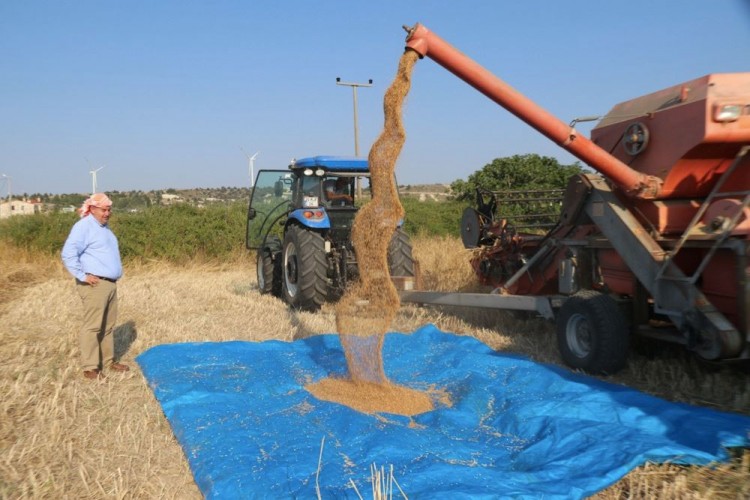 Çeşme’de ‘karakılçık buğdayı’ hasadı başladı