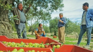 Akhisar’ın Binlerce Yıllık Geleneği Zeytin Hasadı Başladı