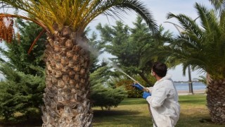 Aliağa’da Kırmızı Palmiye Böceğine Geçit Yok