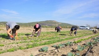 Aliağalı Kadınlardan Doğal Tarım Atağı