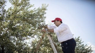 Başkan Dutlulu, zeytin hasadı yaptı