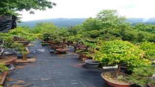 Bonsai Müzesi Yalova’yı Dünyaya Tanıtabilir