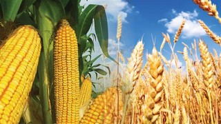 Buğday, arpa ve mısır ithalatında gümrük vergisi 1 Ocak'a kadar sıfıra indirildi