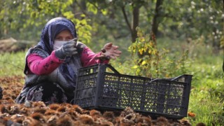 "Bursa kestanesi" üreticisini sevindirdi