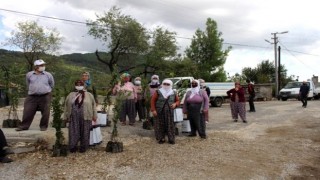 Büyükşehir Manavgat’ta defne fidanı yardımı yapıldı