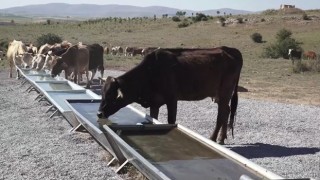 Büyükşehir'den Kırsala Hayvancılık Desteği