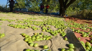 Pandemi, sofralık zeytin ihracatında rekor getirdi