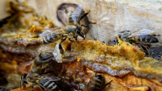 Propolis Koronavirüs’te Hem Korunmaya Hem de İyileşmeye Destek Oluyor