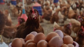 Tavuk Eti ve Yumurta Üretimi Ağustos Ayında Düştü