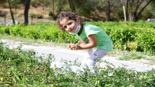 Üreğil Millet Bahçesi tarım alanı halka açıldı