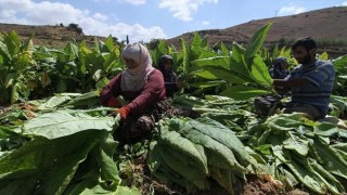 "Yüzde 30 yerli tütün zorunluluğu" tütün üreticilerini sevindirdi