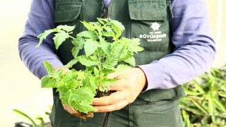 Aydın Büyükşehir Belediyesi Ata Tohumlarını bu yıl da toprakla buluşturdu