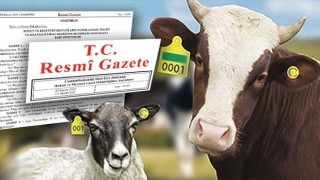 Büyükbaş Ve Küçükbaş Hayvanların Kayıt Altına Alınma Süresi Uzatıldı