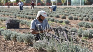 Karatay’da mis kokulu lavantaların ikinci hasadı yapıldı