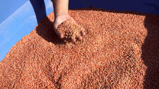 Kemalpaşa Belediyesi’nden ‘Karakılçık buğdayı’ hamlesi