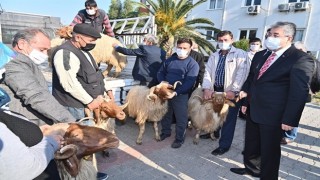 “Koyun ve Keçilerde Verimliliği Artırma Projesi” Kapsamında 70 Yetiştiriciye Koç Dağıtımı Yapıldı