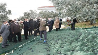 Vali Yıldırım Zeytin Hasadına Katıldı