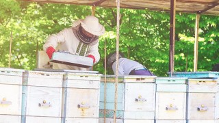 2020 Yılı Arılı Kovan ve Damızlık Ana Arı Desteğinin Şartları Değiştirildi ve Başvuru Süresi Uzatıldı