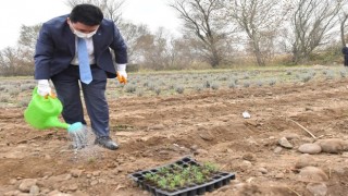 Altıeylül Belediyesi tıbbi ve aromatik bitkiler yetiştiriyor