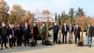 Çiftçilere 10 Bin Adet Trabzon Hurması Ve Ceviz Fidanı Dağıtıldı