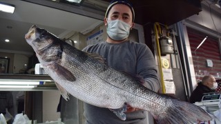 Karadeniz'de ağlara takılan 8 kilogramlık levrek 1040 liradan satışa sunuldu