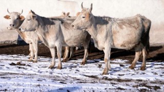 Kaybolmaya yüz tutan 'Zavot sığırı' sayısı desteklerle 9 kat arttı
