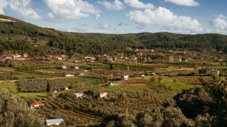 Köylüler Asırlık Zeytin Ağaçlarını Korumak İçin Dava Açtı