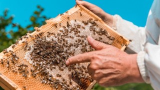 Kuraklık Alarm Veriyor! Bitkiler Ve Arılar Yok Oluyor