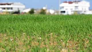 Muratpaşa'nın buğdayları filizlendi