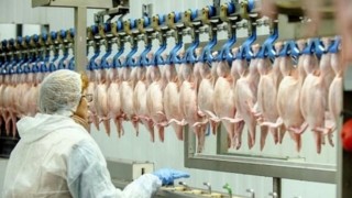 Tavuk eti üretimi 172 bin 439 ton, tavuk yumurtası üretimi 1,7 milyar adet olarak gerçekleşti